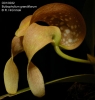 Bulbophyllum burfordiense  (2)